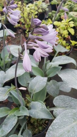 Hosta 'Halcyon' 2L - image 1