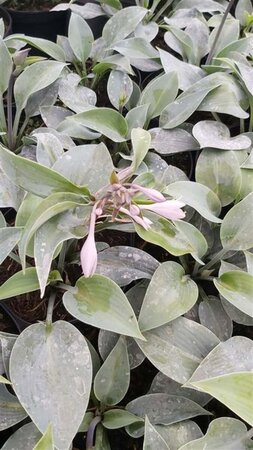 Hosta 'Halcyon' 2L - image 2