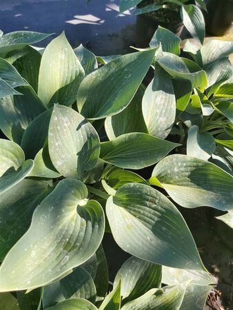 Hosta 'Halcyon' 2L - image 3