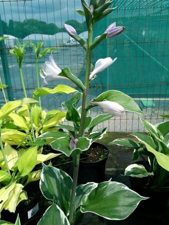 Hosta 'Patriot' 10L - image 1