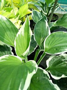 Hosta 'Patriot' 10L - image 2