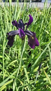 Iris chrysog. 'Black Form' 2L - image 1