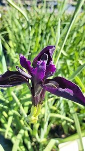 Iris chrysog. 'Black Form' 2L - image 2