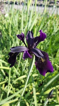 Iris chrysog. 'Black Form' 2L - image 3