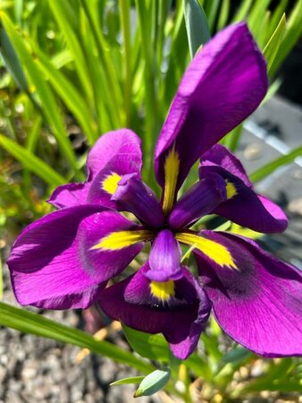 Iris ensata 2L - image 4