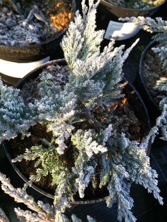 Juniperus hor. 'Blue Chip' 5L - image 2