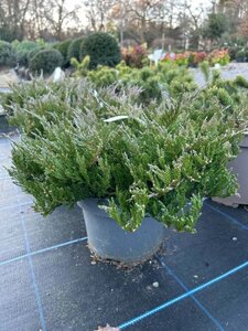 Juniperus hor. 'Blue Chip' 5L - image 3