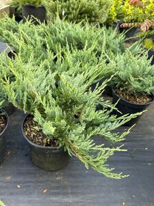 Juniperus hor. 'Blue Chip' 5L - image 3