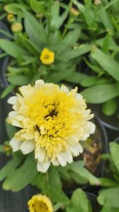 Leucanthemum s. Luna 3L