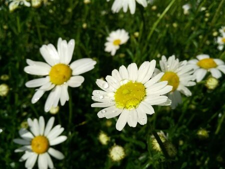 Leucanthemum vulgare 9cm liner - image 1