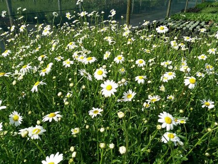 Leucanthemum vulgare 9cm liner - image 2