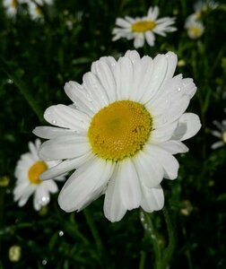 Leucanthemum vulgare 9cm liner - image 3