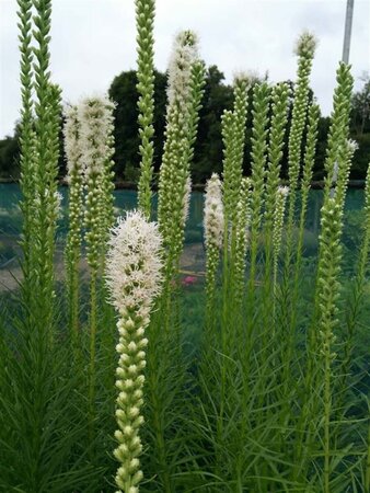 Liatris spicata Alba 2L