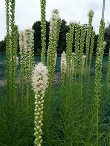 Liatris spicata Alba 2L