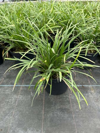 Liriope muscari Big Blue 2L