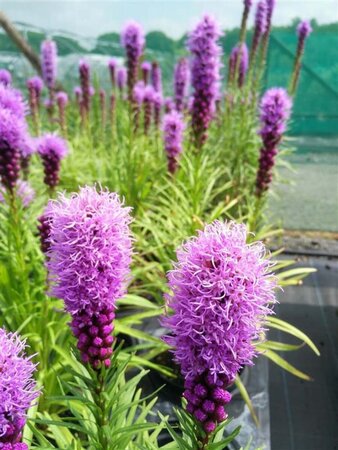 Liatris spicata Kobold 2L - image 1