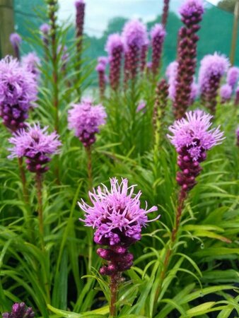 Liatris spicata Kobold 2L - image 2