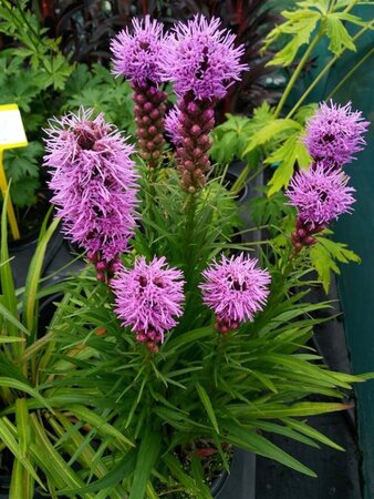 Liatris spicata Kobold 2L - image 3