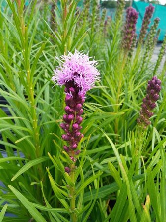 Liatris spicata Kobold 2L - image 4