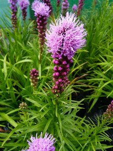 Liatris spicata Kobold 2L - image 5