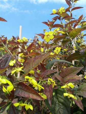 Lysimachia ciliata 'Firecracker' 2L - image 1