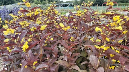 Lysimachia ciliata 'Firecracker' 2L - image 2