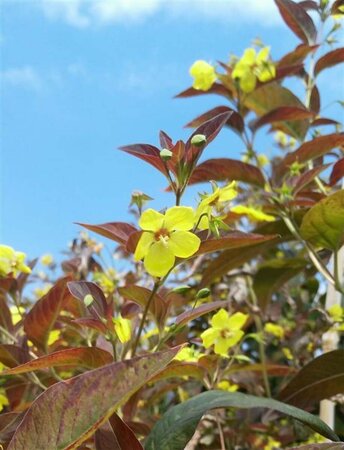 Lysimachia ciliata 'Firecracker' 2L - image 3