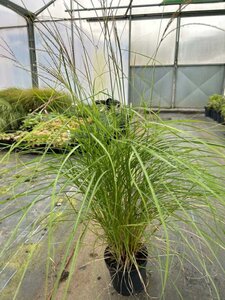 Miscanthus sin. 'Cute One' 3L - image 2