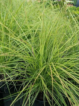 Miscanthus sin. 'Cute One' 3L - image 1