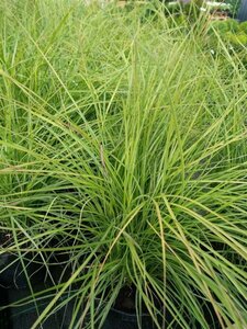 Miscanthus sin. 'Cute One' 3L