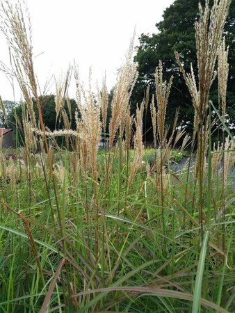 Miscanthus sin. 'Ferner Osten' 3L - image 1