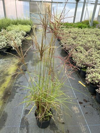 Miscanthus sin. 'Ferner Osten' 3L - image 3