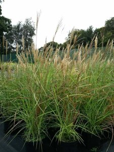 Miscanthus sin. 'Ferner Osten' 3L - image 2