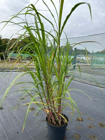 Miscanthus sin. 'Goliath' 10L