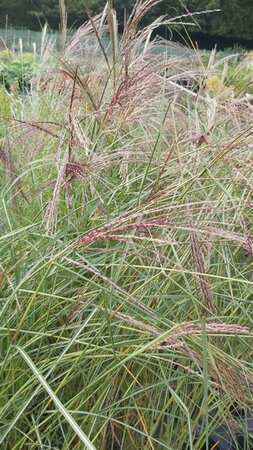 Miscanthus sin. 'Kleine Silberspinne' 10L - image 1