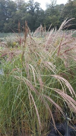 Miscanthus sin. 'Kleine Silberspinne' 3L - image 2