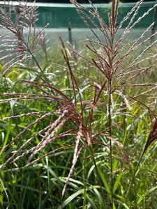 Miscanthus sin. 'Kleine Silberspinne' 3L - image 3