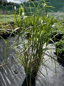 Miscanthus sin. 'Kleine Silberspinne' 5L - image 3