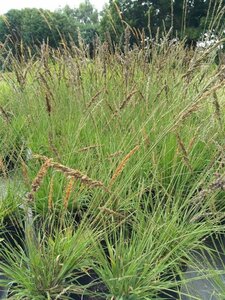 Molinia caerulea 'Moorhexe' 3L