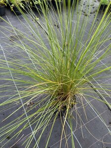 Muhlenbergia capillaris 3L