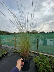 Muhlenbergia capillaris 3L - image 2