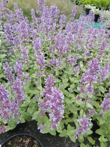 Nepeta grandiflora 'Summer Magic' 2L - image 1