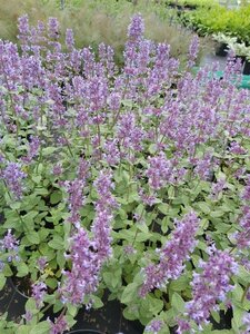 Nepeta grandiflora 'Summer Magic' 2L - image 2