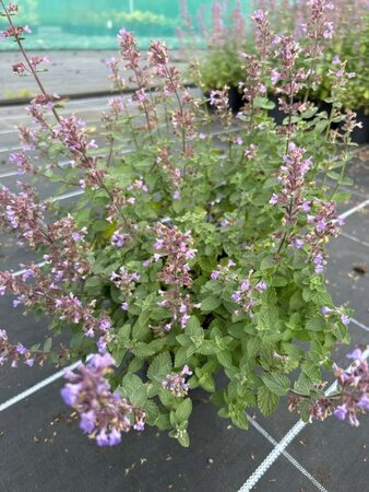 Nepeta Pursian Blue  2L