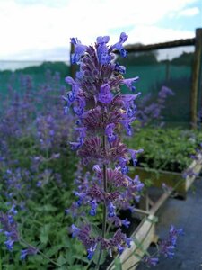 Nepeta 'Six Hills Giant' 2L