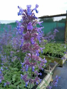 Nepeta 'Six Hills Giant' 2L - image 2