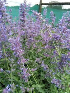 Nepeta 'Six Hills Giant' 2L - image 3