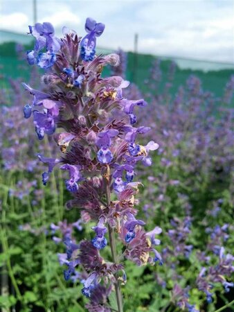 Nepeta 'Six Hills Giant' 2L - image 4