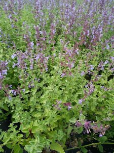 Nepeta 'Walker's Low' 2L