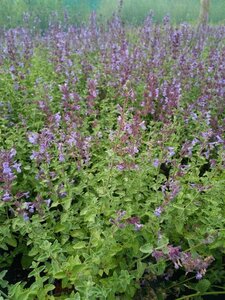 Nepeta 'Walker's Low' 2L - image 2